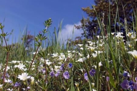 Wild Flower Seed