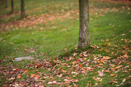 Moss control in lawns