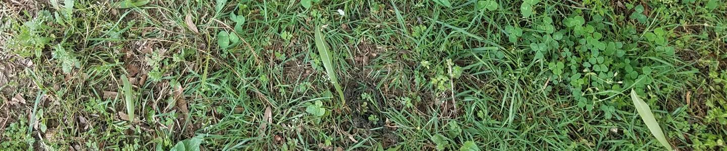  Moss control in lawns