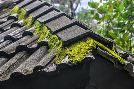 Moss control Hard surfaces