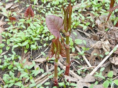 Invasive and Woody Weeds