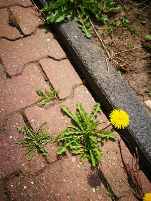 Total Weed Control