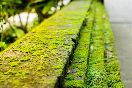 Moss and algae control on driveways, paths & patio